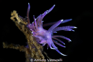Flabelina affinis nudibranch_June 2025
(CanonRF100,1/200... by Antonio Venturelli 